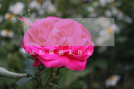 法院频道来我家 法院频道来我家