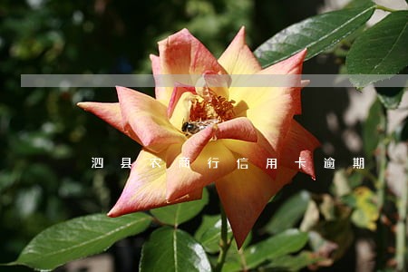 泗县农商行信用卡逾期 泗县农商行信用卡逾期
