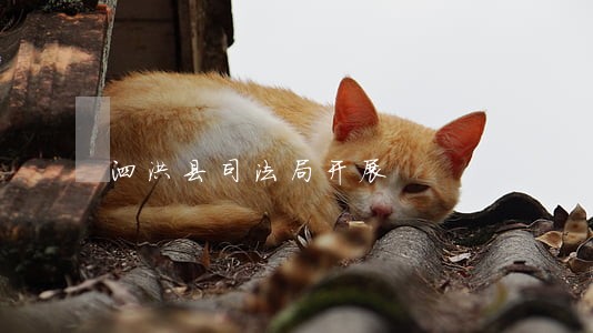 泗洪县司法局开展