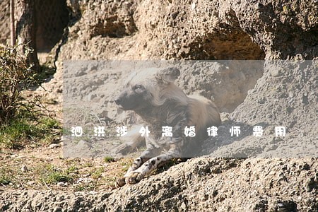 泗洪涉外离婚律师费用 泗洪涉外离婚律师费用