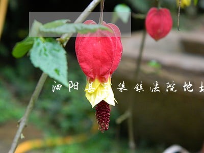 泗阳县王集镇法院地址 泗阳县王集镇法院地址