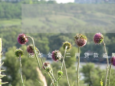 泛华金融二押贷款逾期