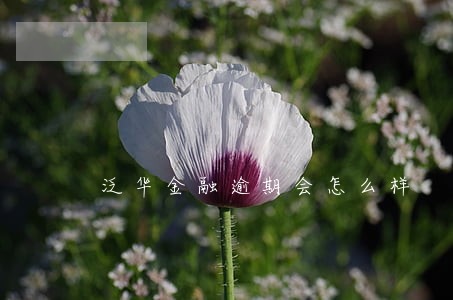 泛华金融逾期会怎么样 泛华金融逾期会怎么样
