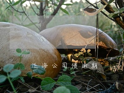 泛海公司债逾期 泛海公司债逾期
