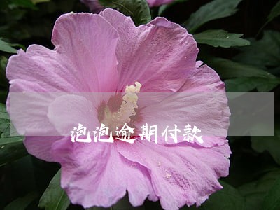 泡泡逾期付款 泡泡逾期付款