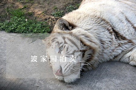 波家园拍卖
