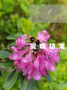 泥城镇离婚房产分割律师 泥城镇离婚房产分割律师