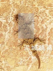 泥城镇离婚继承律师 泥城镇离婚继承律师