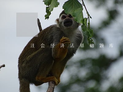 注会经济法基础题库 注会经济法基础题库