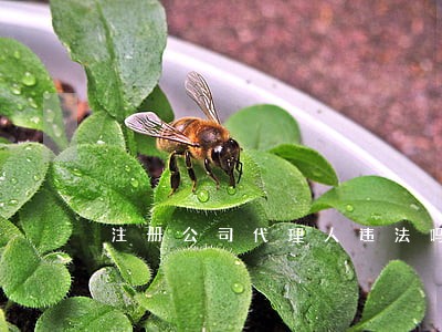 注册公司代理人违法吗 注册公司代理人违法吗