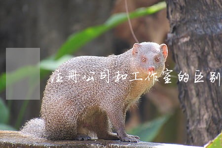 注册公司和工作室的区别 注册公司和工作室的区别