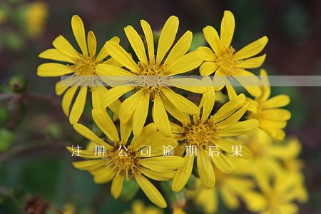 注册公司逾期后果 注册公司逾期后果