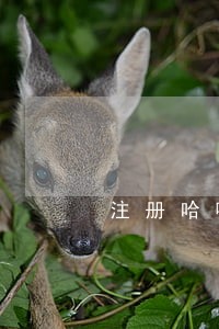 注册哈啰车主提示行驶逾期 注册哈啰车主提示行驶逾期