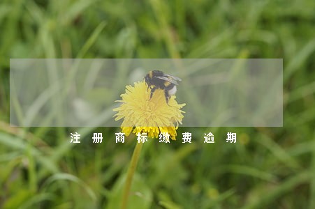 注册商标缴费逾期 注册商标缴费逾期