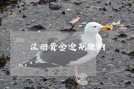 注册资金逾期缴纳 注册资金逾期缴纳