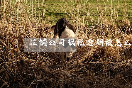 注销公司报税逾期该怎么处理 注销公司报税逾期该怎么处理