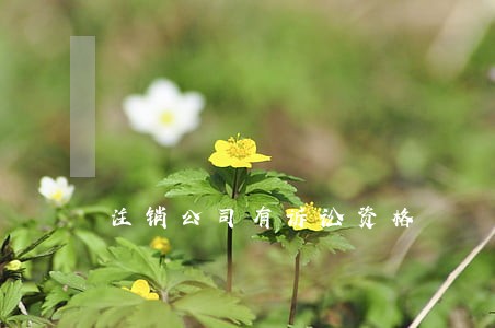 注销公司有诉讼资格 注销公司有诉讼资格