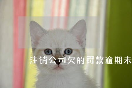 注销公司欠的罚款逾期未交怎么办 注销公司欠的罚款逾期未交怎么办