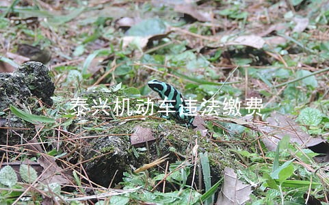 泰兴机动车违法缴费 泰兴机动车违法缴费