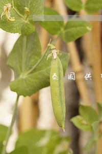 泰国供卵违法吗 泰国供卵违法吗