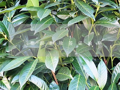 泰国删除签证逾期 泰国删除签证逾期