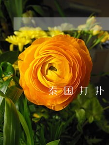 泰国打扑克违法