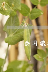 泰国旅游签证逾期回国会怎样