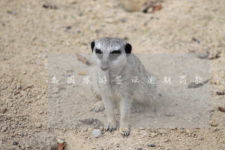 泰国旅游签证逾期罚款