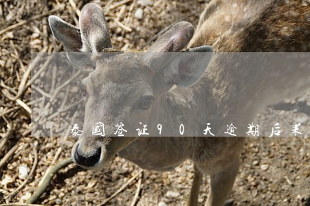 泰国签证90天逾期后果 泰国签证90天逾期后果