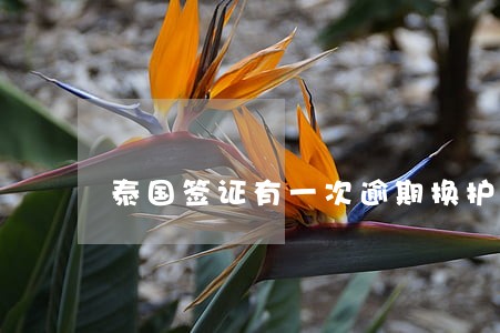 泰国签证有一次逾期换护照 泰国签证有一次逾期换护照