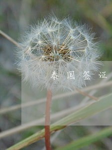 泰国签证逾期交了罚款 泰国签证逾期交了罚款