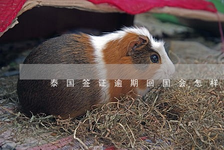 泰国签证逾期回国会怎样 泰国签证逾期回国会怎样