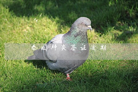 泰国肺炎签证逾期 泰国肺炎签证逾期
