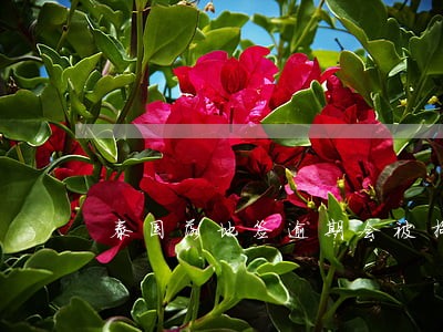 泰国落地签逾期会被拘留吗 泰国落地签逾期会被拘留吗