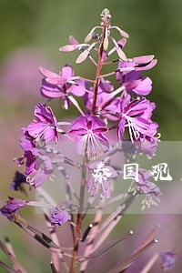 泰国观光签证逾期 泰国观光签证逾期