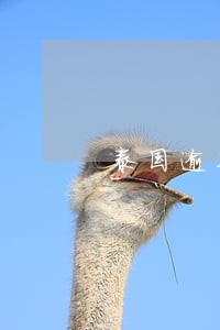 泰国逾期逗留一年换本新护照 泰国逾期逗留一年换本新护照