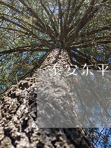 泰安东平县抵押合同律师 泰安东平县抵押合同律师