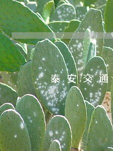 泰安交通事故律师咨询电话 泰安交通事故律师咨询电话