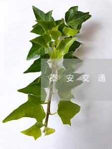 泰安交通违法多久知道 泰安交通违法多久知道