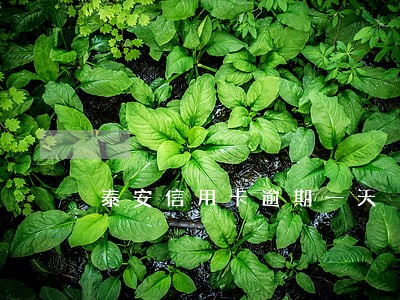 泰安信用卡逾期一天