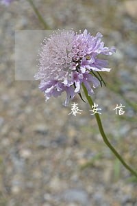 泰安信用卡逾期一天上征信吗 泰安信用卡逾期一天上征信吗