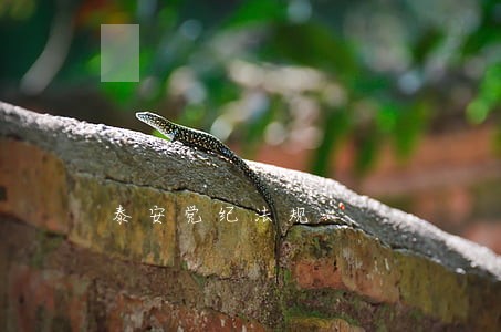 泰安党纪法规