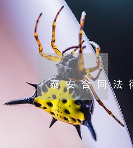 泰安合同法律咨询法斗士