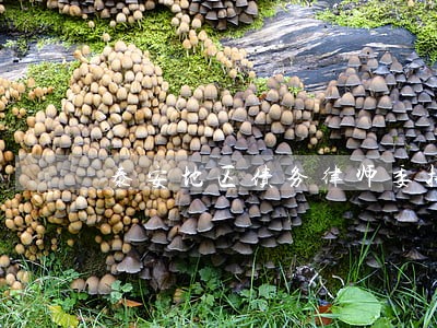 泰安地区债务律师委托咨询