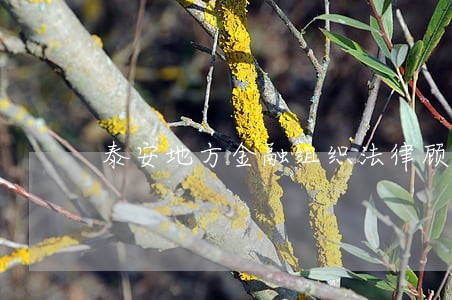 泰安地方金融组织法律顾问 泰安地方金融组织法律顾问