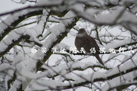 泰安市法院失信被执行人名单 泰安市法院失信被执行人名单
