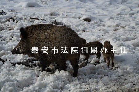泰安市法院扫黑办主任 泰安市法院扫黑办主任