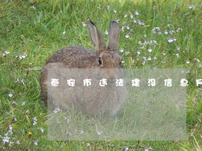 泰安市违法建没信息网 泰安市违法建没信息网