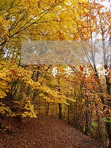 泰安房地产律师事务所