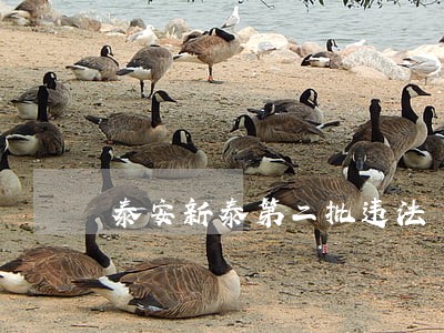 泰安新泰第二批违法 泰安新泰第二批违法